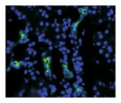 Aqp2 Rabbit anti-Human, Mouse, Rat, Polyclonal Antibody, Abnova 100 &mu;g | Buy Online | Abnova Corporation | Fisher Scientific