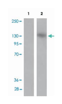 MAP3K1 (phospho T1400), Rabbit anti-Human, Mouse, Rat, Polyclonal Antibody,