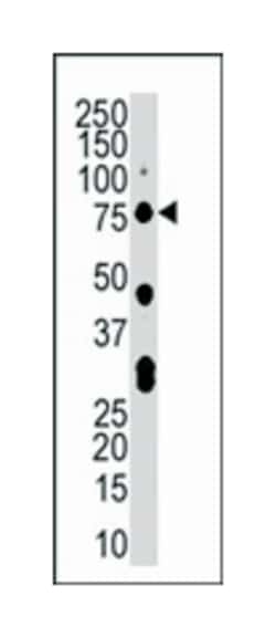CLK2, Rabbit, Polyclonal Antibody, Abnova 400 &mu;L | Buy Online | Abnova Corporation | Fisher Scientific
