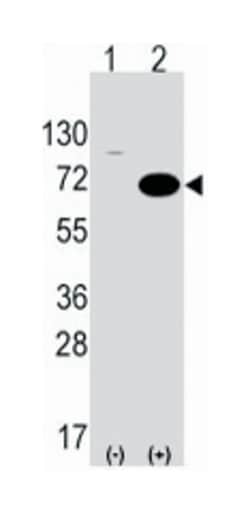STK39 Rabbit anti-Human, Mouse, Polyclonal Antibody, Abnova 400&mu;L; Unlabeled:Antibodies,