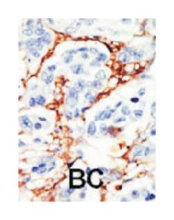 DOK2 Rabbit anti-Human, Polyclonal Antibody, Abnova 400&mu;L; Unlabeled:Antibodies,