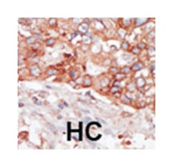 BLK Rabbit anti-Human, Mouse, Polyclonal Antibody, Abnova 400&mu;L; Unlabeled:Antibodies,