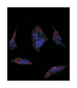 SOX2 Rabbit anti-Human, Polyclonal Antibody, Abnova 400 &mu;L | Buy Online | Abnova Corporation | Fisher Scientific