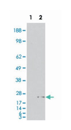 PYCARD, Goat, Polyclonal Antibody, Abnova 100&mu;g; Unlabeled:Antibodies,