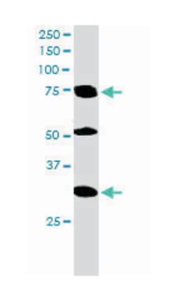 LMO7, Goat, Polyclonal Antibody, Abnova 100 &mu;g | Buy Online | Abnova Corporation | Fisher Scientific