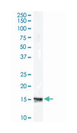 RPS19, Goat, Polyclonal Antibody, Abnova 100&mu;g; Unlabeled:Anticuerpos