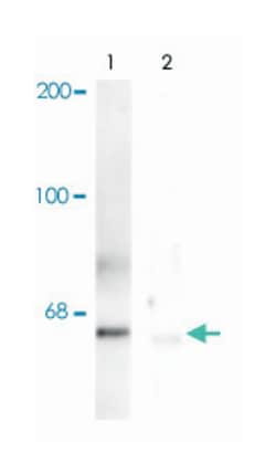 Polo-Like Kinase, Rabbit, Polyclonal Antibody, Abnova 100 &mu;L | Buy Online | Abnova Corporation | Fisher Scientific