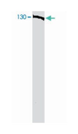 Bub1b Sheep anti-Mouse, Polyclonal Antibody, Abnova 250 &mu;g | Buy Online | Abnova | Fisher Scientific