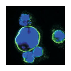 ISL1, Mouse, Clone: 1H9, Abnova 100 &mu;L | Buy Online | Abnova Corporation | Fisher Scientific