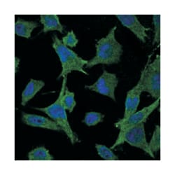 Mouse anti-MAP2K6, Clone: 3H12C8, Abnova 100 &mu;L | Buy Online | Abnova Corporation | Fisher Scientific