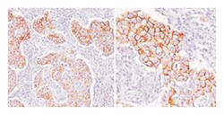 Phosphotyrosine, Mouse, Clone: PY20, Abnova 100&mu;g; Unlabeled:Antibodies,