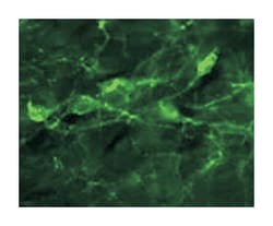 Ngfr, Mouse, FITC, Clone: MC192, Abnova 100&mu;g; FITC:Antibodies, Monoclonal