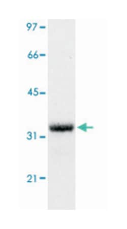 GFP, Mouse, Monoclonal Antibody, Abnova 100&mu;g; Unlabeled:Antikörper