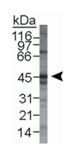 LYVE1 Rabbit anti-Human, Mouse, Polyclonal Antibody, Abnova 100&mu;L; Unlabeled:Antibodies,