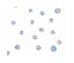 BIK Rabbit anti-Human, Mouse, Polyclonal Antibody, Abnova 100 &mu;g | Buy Online | Abnova Corporation | Fisher Scientific