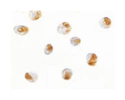 TANK Rabbit anti-Human, Polyclonal Antibody, Abnova 100 &mu;g | Buy Online | Abnova | Fisher Scientific