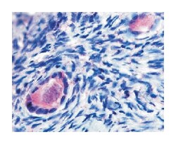 TMEM5 Rabbit anti-Human, Polyclonal Antibody, Abnova 50&mu;g; Unlabeled:Antibodies,