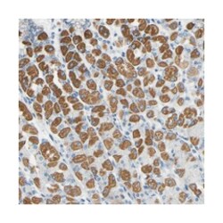 OTOF Rabbit anti-Human, Polyclonal Antibody, Abnova 100&mu;L; Unlabeled:Antibodies,