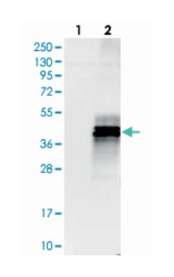 GPRC5B Rabbit anti-Human, Polyclonal Antibody, Abnova 100&mu;L; Unlabeled:Antibodies,