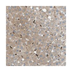 MYLK4, Rabbit, Polyclonal Antibody, Abnova 100 &mu;L | Buy Online | Abnova Corporation | Fisher Scientific