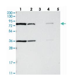 HSD17B4 Rabbit anti-Human, Polyclonal Antibody, Abnova 100&mu;L; Unlabeled:Antibodies,