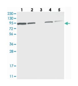 EFR3A Rabbit anti-Human, Polyclonal Antibody, Abnova 100 &mu;L | Buy Online | Abnova Corporation | Fisher Scientific