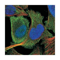 VN1R4, Rabbit, Polyclonal Antibody, Abnova 100 &mu;L | Buy Online | Abnova Corporation | Fisher Scientific