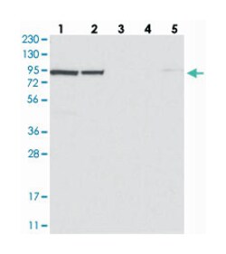 UFL1 Rabbit anti-Human, Polyclonal Antibody, Abnova 100 &mu;L | Buy Online | Abnova Corporation | Fisher Scientific
