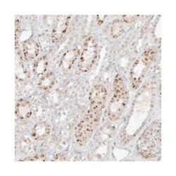 N4BP3, Rabbit, Polyclonal Antibody, Abnova 100 &mu;L | Buy Online | Abnova Corporation | Fisher Scientific