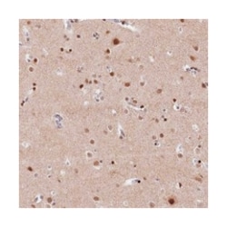 MCF2L2 Rabbit anti-Human, Polyclonal Antibody, Abnova 100 &mu;L | Buy Online | Abnova Corporation | Fisher Scientific