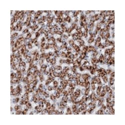 N4BP2L2, Rabbit, Polyclonal Antibody, Abnova 100 &mu;L | Buy Online | Abnova Corporation | Fisher Scientific