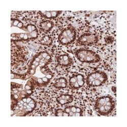 FAM103A1 Rabbit anti-Human, Polyclonal Antibody, Abnova 100 &mu;L | Buy Online | Abnova Corporation | Fisher Scientific