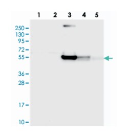 RINL Rabbit anti-Human, Polyclonal Antibody, Abnova 100 &mu;L | Buy Online | Abnova Corporation | Fisher Scientific
