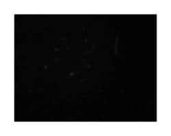 SIK3, Chicken, Polyclonal Antibody, Abnova 100&mu;g; Unlabeled:Antibodies,