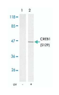 CREB1 (phospho S129), Rabbit anti-Human, Mouse, Rat, Polyclonal Antibody, Abnova 100 &mu;g | Buy Online | Abnova Corporation | Fisher Scientific