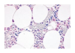 C5AR1 Rabbit anti-Human, Polyclonal Antibody, Abnova 50&mu;g; Unlabeled:Antibodies,