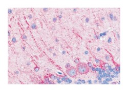 DRD5 Rabbit anti-Human, Rat, Polyclonal Antibody, Abnova 50 &mu;g | Buy Online | Abnova Corporation | Fisher Scientific