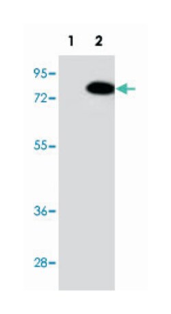 RIOK1 Rabbit anti-Human, Polyclonal Antibody, Abnova 400&mu;L; Unlabeled:Antibodies,