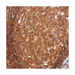 ZNF350 Rabbit anti-Human, Polyclonal Antibody, Abnova 100&mu;L; Unlabeled:Antibodies,