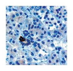 PARD6A, Goat, Polyclonal Antibody, Abnova 100&mu;g; Unlabeled:Antibodies,