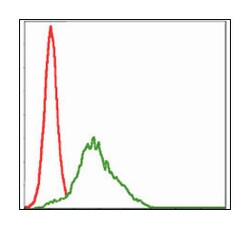 RPS6KA3, Mouse, Clone: 4E10, Abnova 100&mu;L; Unlabeled:Antibodies, Monoclonal