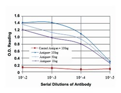 JUN, Mouse, Clone: 5B1, Abnova 100&mu;L; Unlabeled:Antibodies, Monoclonal
