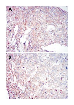 COTL1, Mouse, Clone: 5C8, Abnova 100&mu;L; Unlabeled:Antibodies, Monoclonal