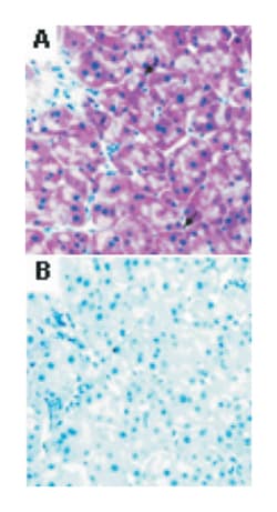 ABCA1, Mouse, Clone: AB1.G6, Abnova 100&mu;g; Unlabeled:Antibodies, Monoclonal