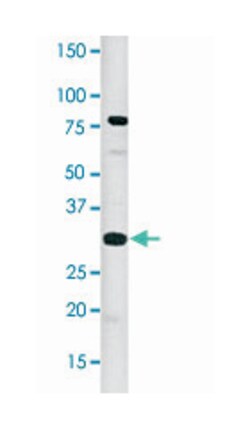 CREB1 (phospho S133), Rabbit anti-Human, Polyclonal Antibody, Abnova 400 &mu;L | Buy Online | Abnova | Fisher Scientific