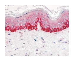 ITGB1 Rabbit anti-Human, Monkey, Polyclonal Antibody, Abnova 50&mu;g; Unlabeled:Antibodies,