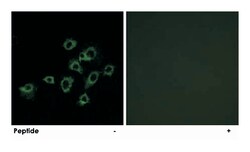 LILRA1 Rabbit anti-Human, Polyclonal Antibody, Abnova 100 &mu;g | Buy Online | Abnova | Fisher Scientific