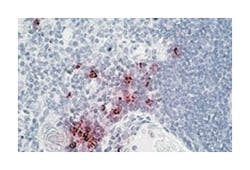 DEFA1/DEFA3, Goat, Polyclonal Antibody, Abnova 100&mu;g; Unlabeled:Antibodies,