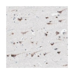 KANSL1 Rabbit anti-Human, Polyclonal Antibody, Abnova 100&mu;L; Unlabeled:Antibodies,