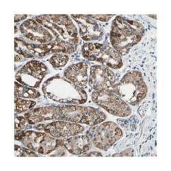 Abnova Corporation TMEM120B, Rabbit, Polyclonal Antibody, Abnova™